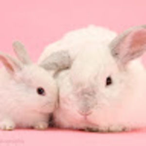 Meet your Posher, Birdy